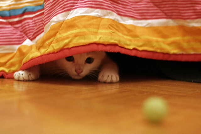 fear, cat hiding, blanket